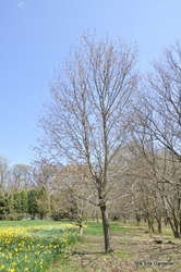 Acer platanoides 'Crimson King' — photo 6